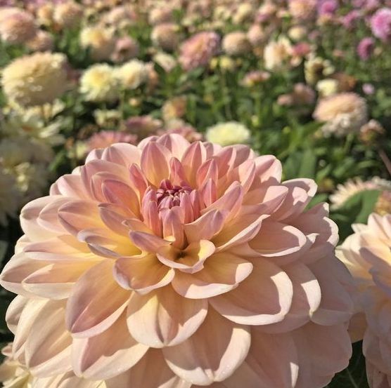 HVORDAN FORHINDRER JEG, AT SNEGLE ÆDER MINE DAHLIA