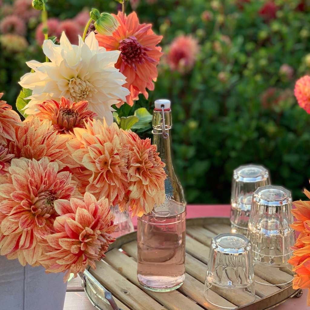 SÅ ER DET ENDELIG DAHLIA-TID. MED MASSER AF NYHEDER!
