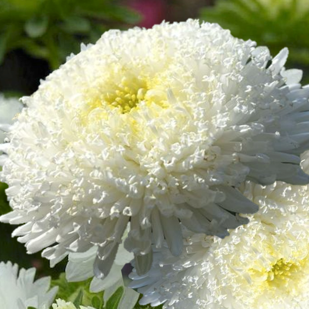 Asters King Size White