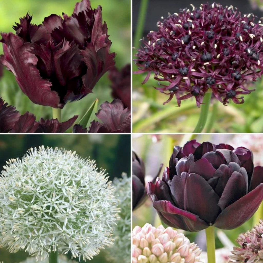 Flerårig Blanding m Tulipan + Allium, 30 stk. - Lev. Sept. 2023