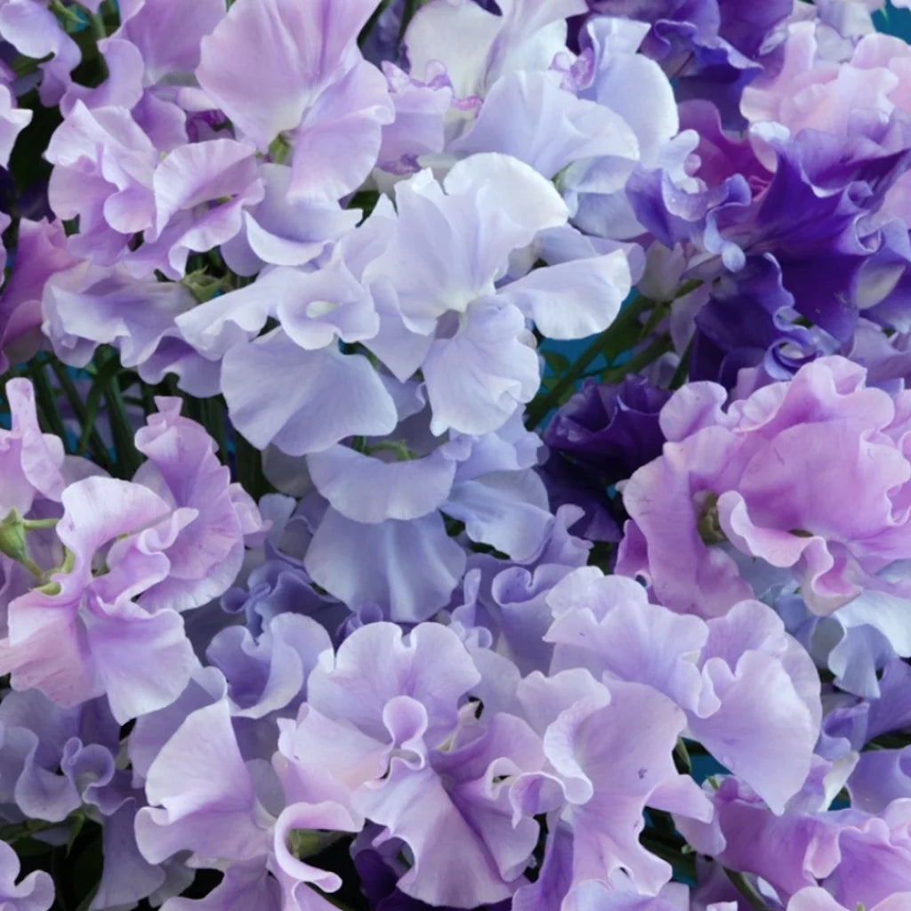 Lathyrus Elegance Lavendel, sehr duftend