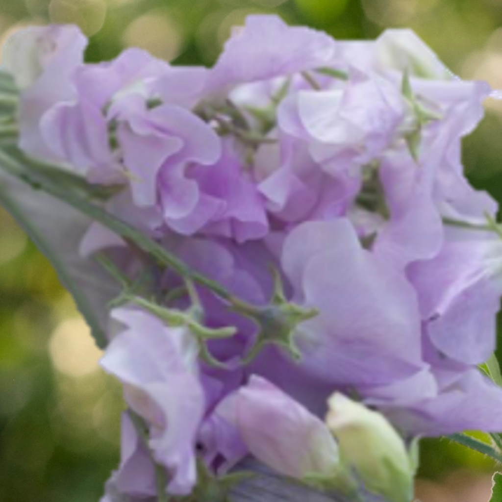 Lathyrus Elegance Lavendel, sehr duftend