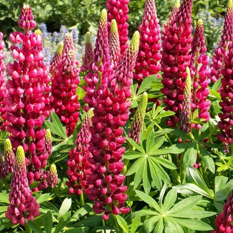 Lupine 'Russel Strain The Pages Carmine'