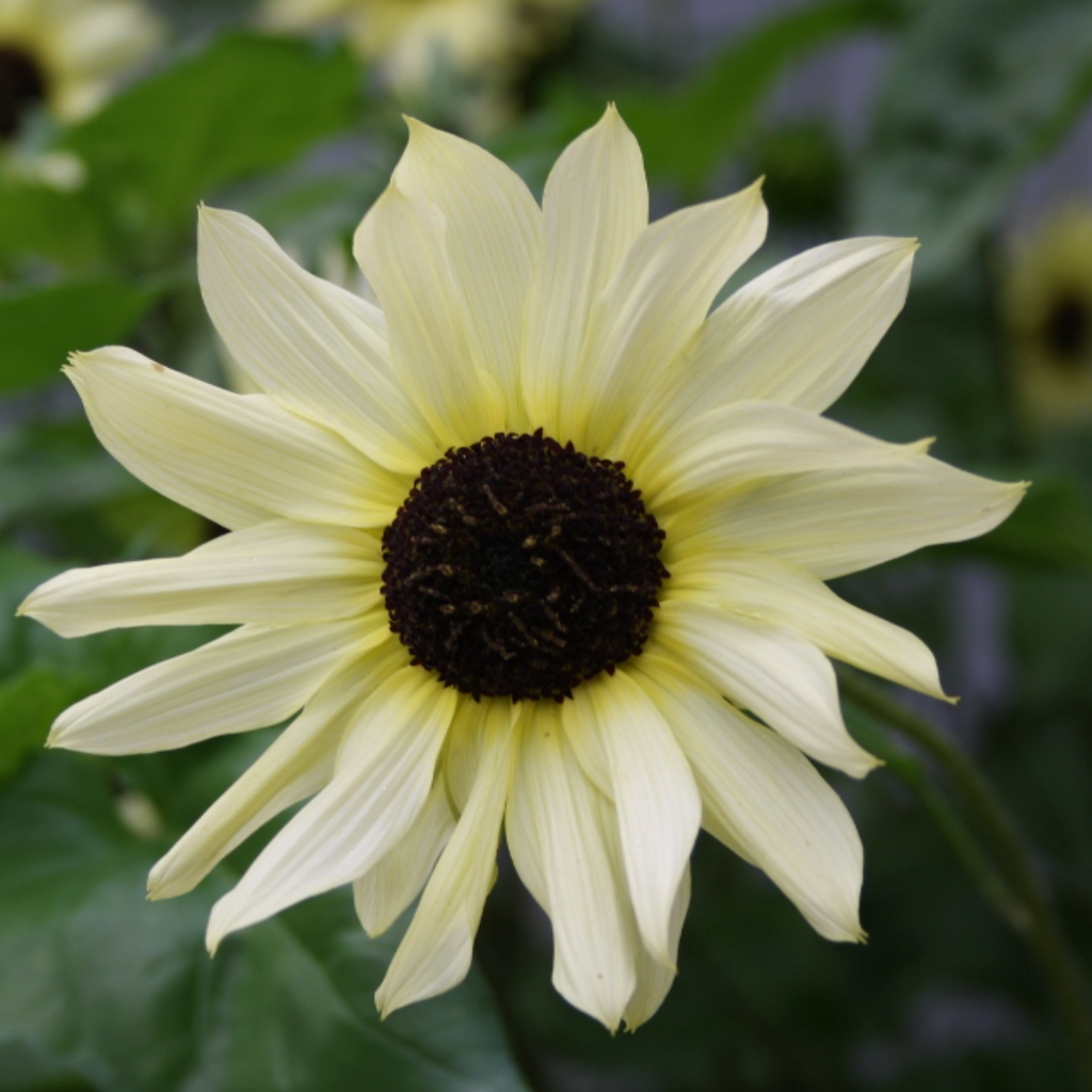 Mini-Sonnenblume 'Italian White'
