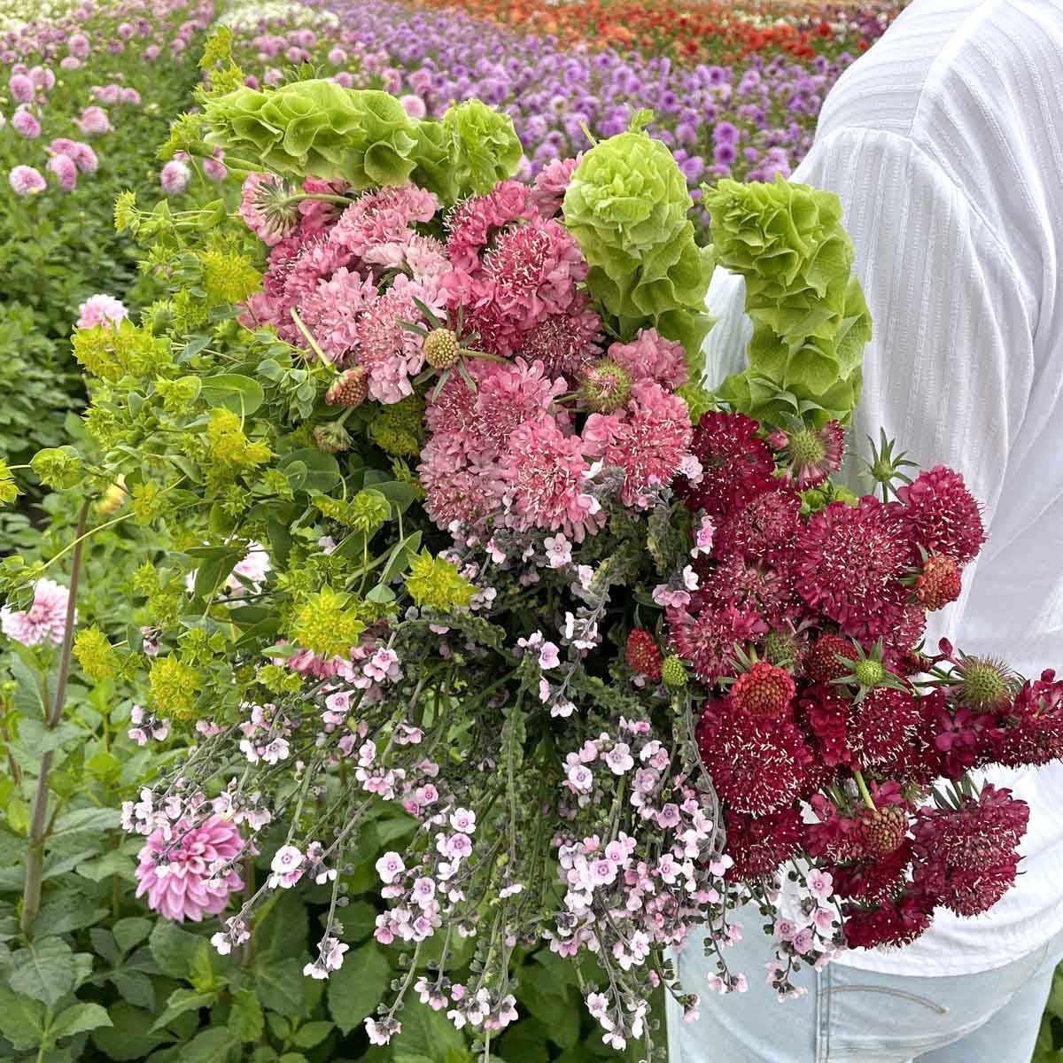 Blumenstraußmischung - Rosy Dream - Enthält 5 x Samenpäckchen