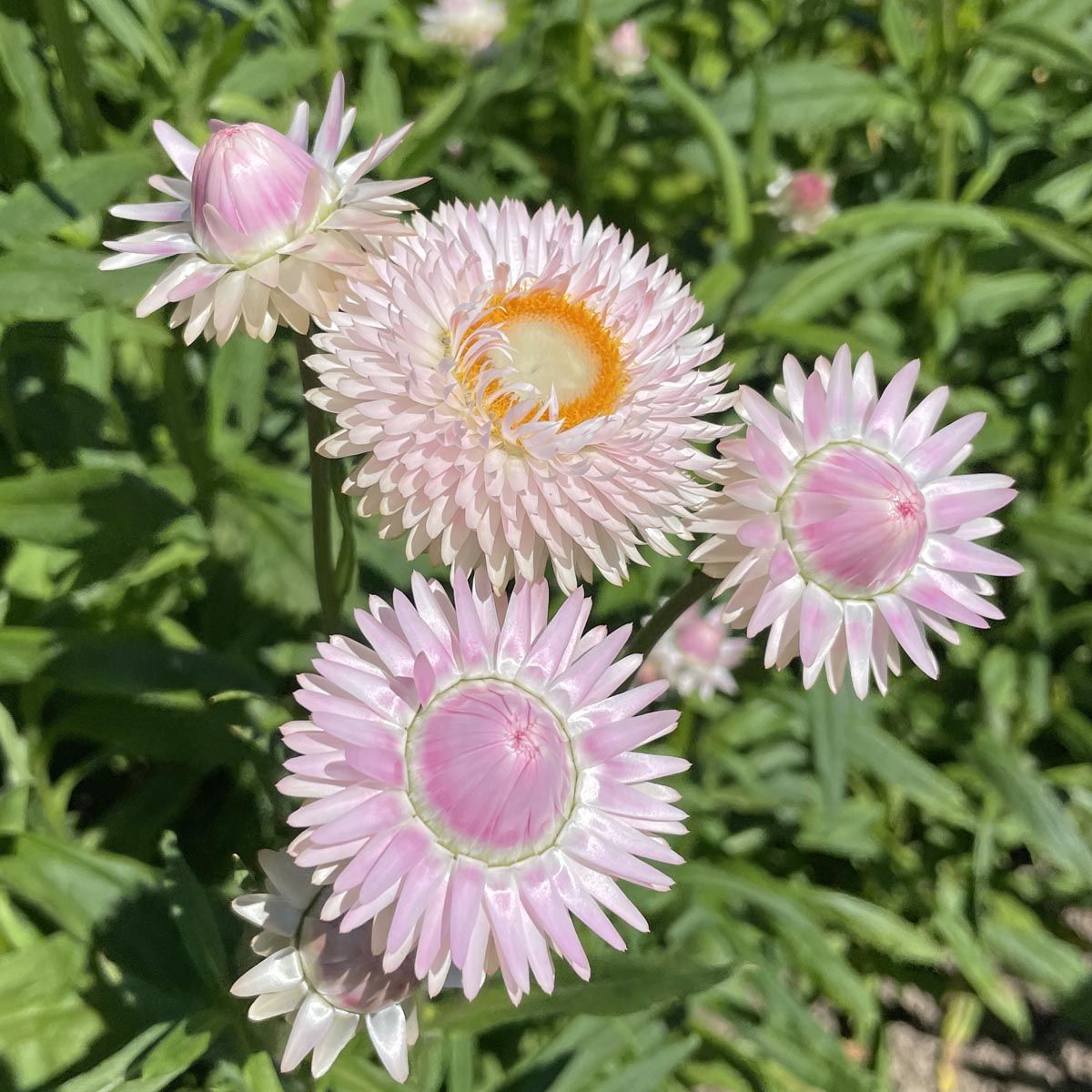 Ewige Blume, Silberrose