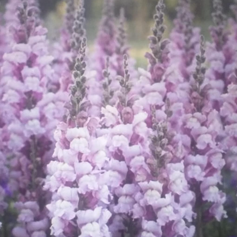 Løvemund 'Summer Lavender'