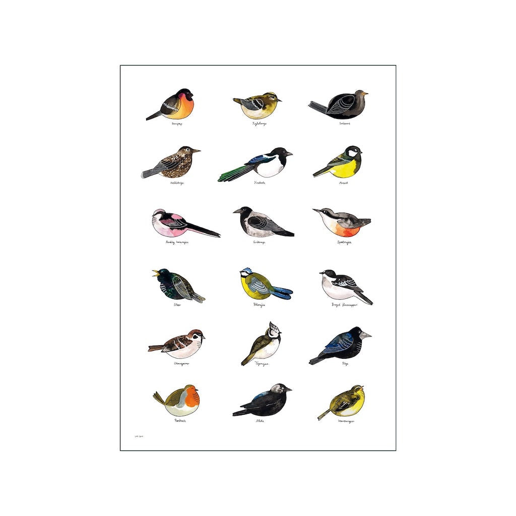 Poster mit den häufigsten dänischen Vögeln
