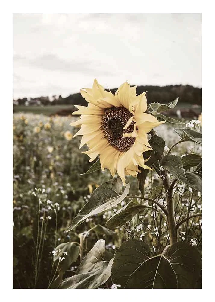 Sonnenblumen-Poster von A Good Company, 50x70 cm
