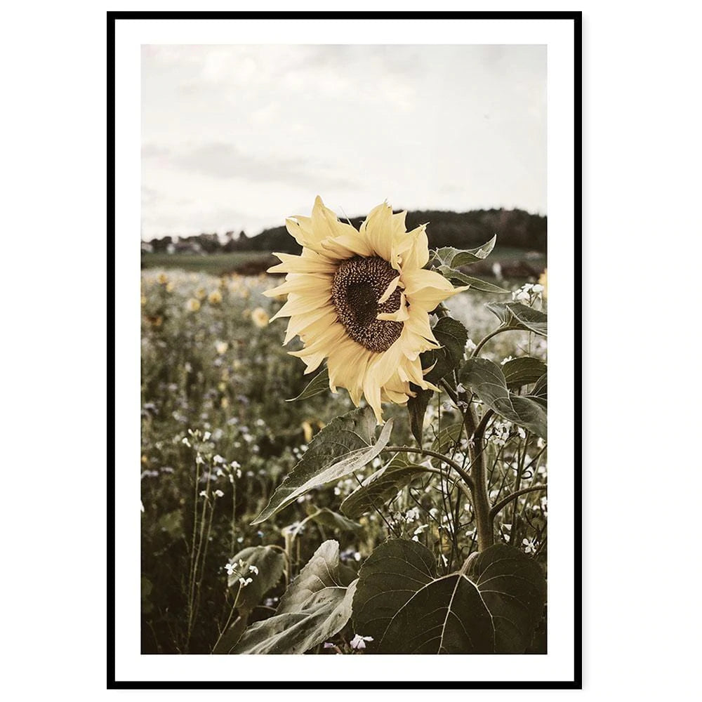 Sonnenblumen-Poster von A Good Company, 50x70 cm