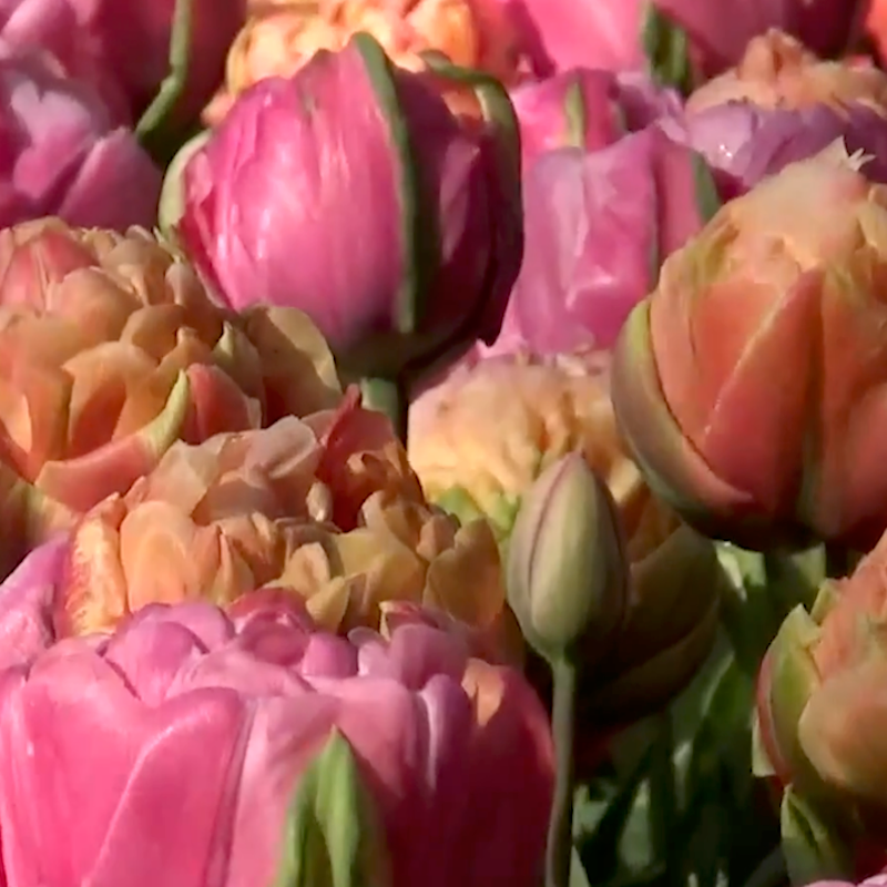 Velduftende Tulipan Amazing Grace, 10 løg
