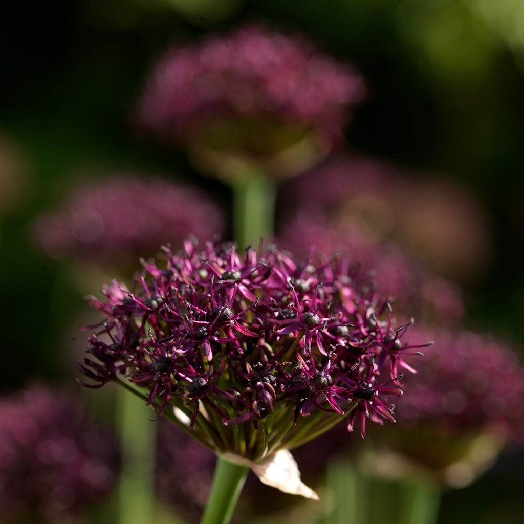 Allium Atropurpureum, 8 stk. - LEV SEPT. 2023